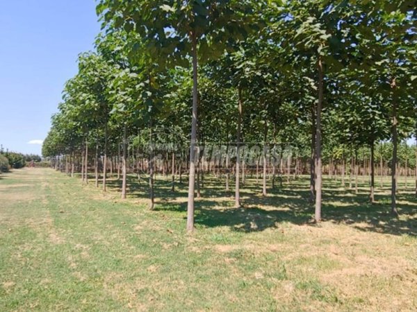 terreno agricolo in vendita a Corridonia