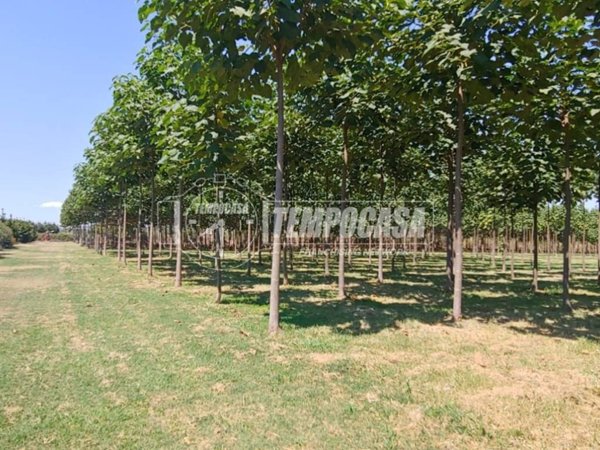 terreno agricolo in vendita a Corridonia