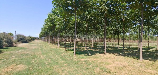 terreno agricolo in vendita a Corridonia