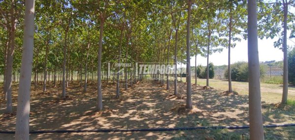 terreno agricolo in vendita a Corridonia