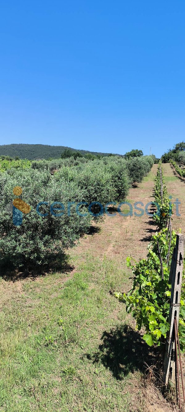 terreno agricolo in vendita a Fiuminata
