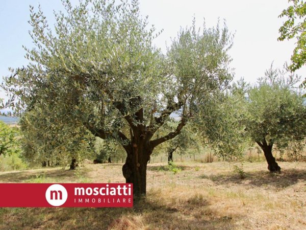terreno agricolo in vendita a Gagliole