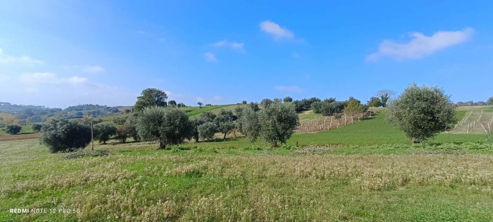 terreno agricolo in vendita a Macerata