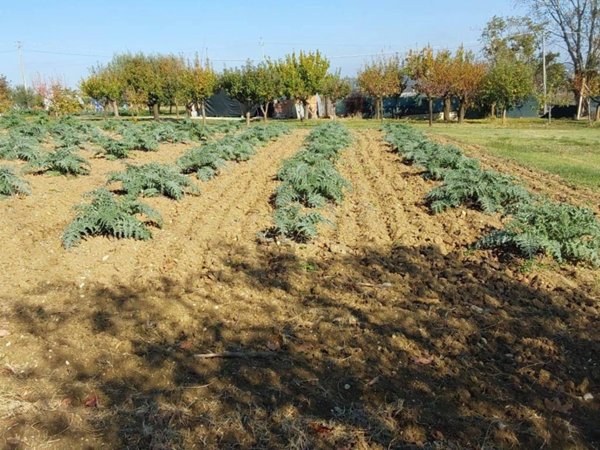 terreno agricolo in vendita a Macerata in zona Cimarella