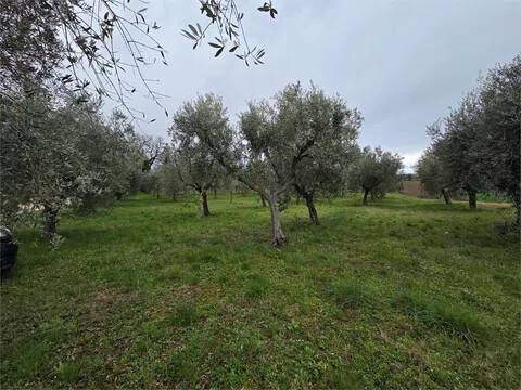 terreno agricolo in vendita a Montecassiano in zona Sambucheto