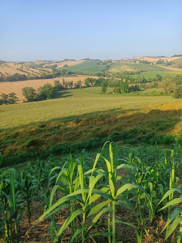 azienda agricola in vendita a Montecassiano in zona Vissani