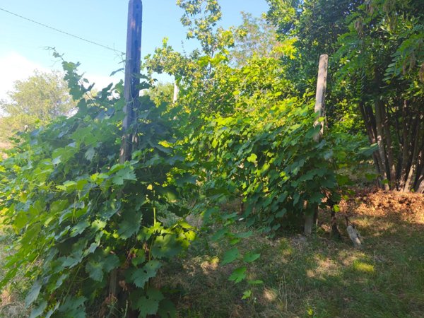 terreno agricolo in vendita a Montecassiano