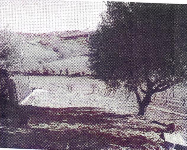 terreno agricolo in vendita a Monte San Giusto