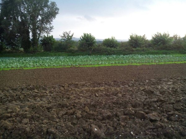 terreno agricolo in vendita a Morrovalle in zona Trodica