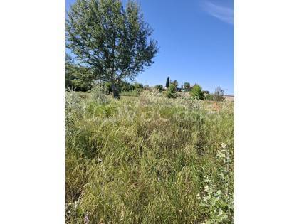 terreno agricolo in vendita a Morrovalle in zona Trodica
