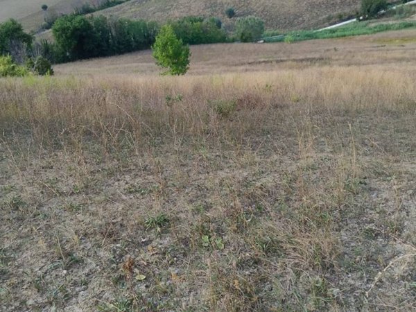 terreno agricolo in vendita a Pollenza