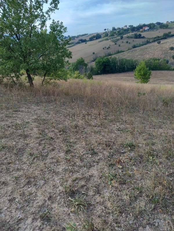 terreno agricolo in vendita a Pollenza