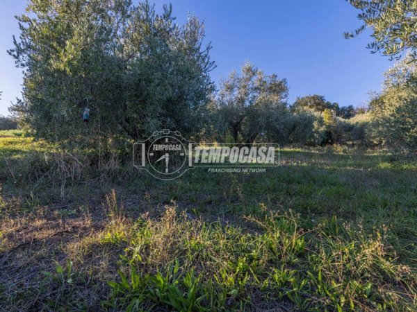 terreno agricolo in vendita a Potenza Picena