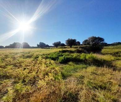 terreno agricolo in vendita a Potenza Picena