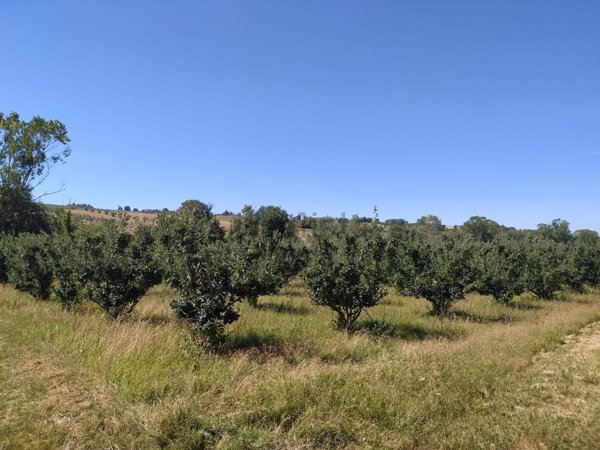 terreno agricolo in vendita a Recanati
