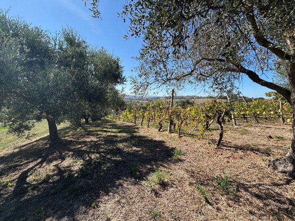 terreno agricolo in vendita a Recanati