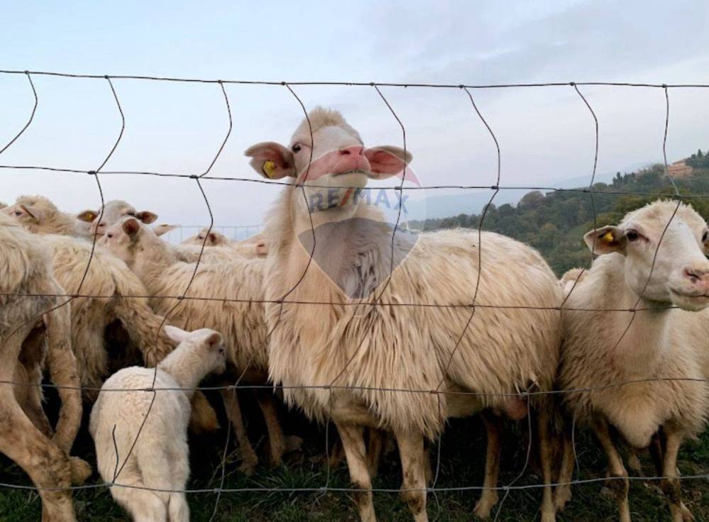 azienda agricola in vendita a San Severino Marche