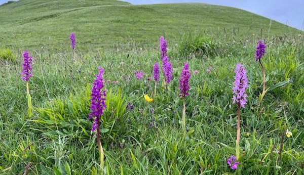 appartamento in vendita a Sarnano