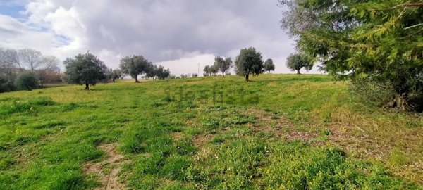 terreno agricolo in vendita a Treia in zona Chiesanuova