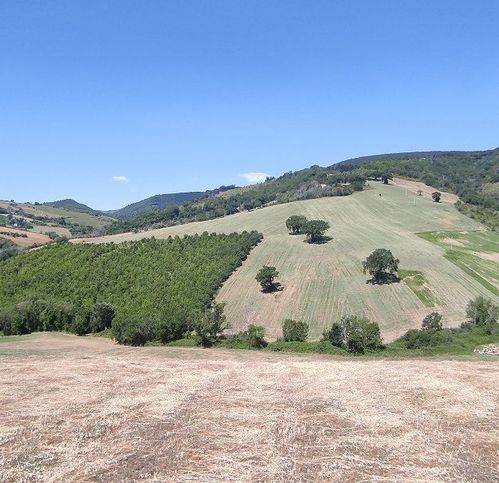 terreno agricolo in vendita a Treia