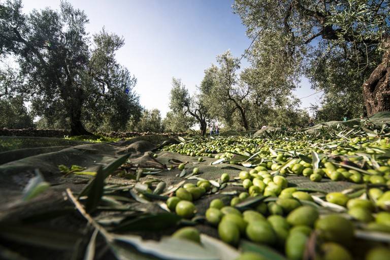 terreno agricolo in vendita ad Acquaviva Picena