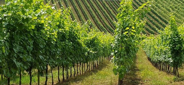 terreno agricolo in vendita ad Acquaviva Picena