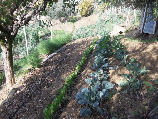 terreno agricolo in vendita ad Acquaviva Picena