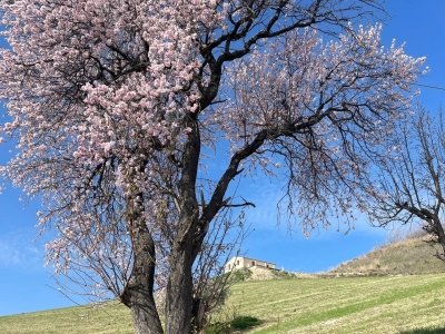 casa indipendente in vendita ad Acquaviva Picena