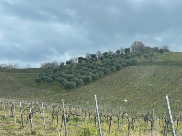 terreno agricolo in vendita ad Acquaviva Picena