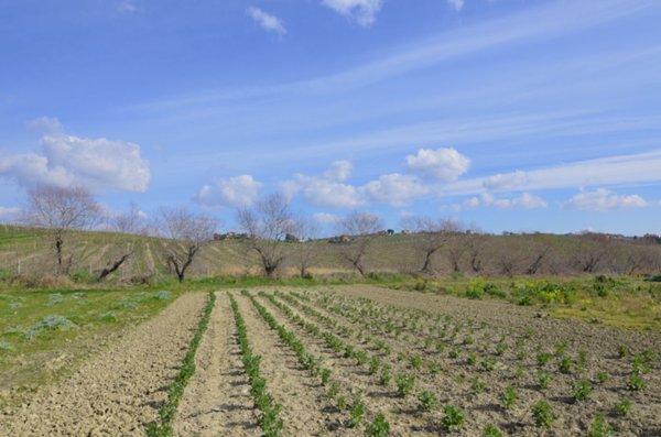 casa indipendente in vendita ad Appignano del Tronto