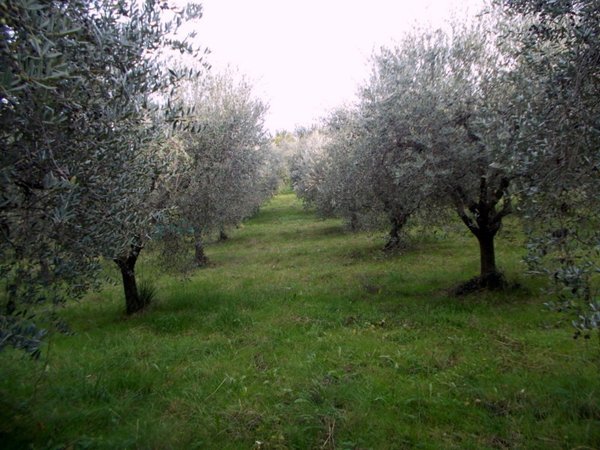 terreno agricolo in vendita ad Ascoli Piceno