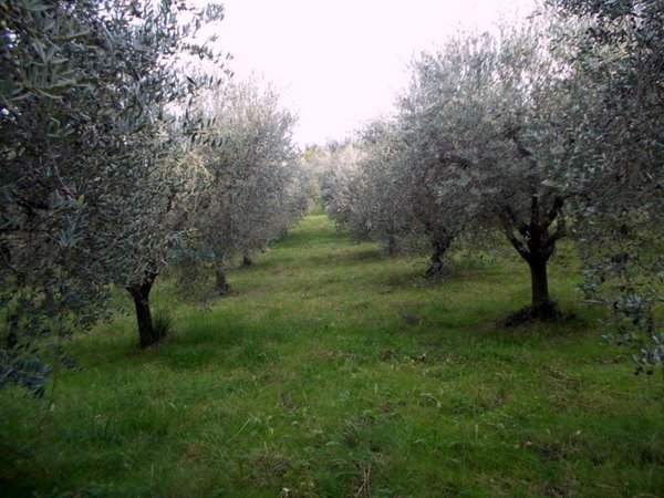 terreno agricolo in vendita ad Ascoli Piceno in zona Monticelli