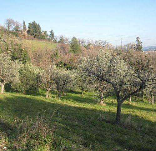 terreno agricolo in vendita ad Ascoli Piceno