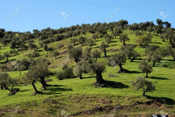 terreno agricolo in vendita ad Ascoli Piceno in zona Colle San Marco