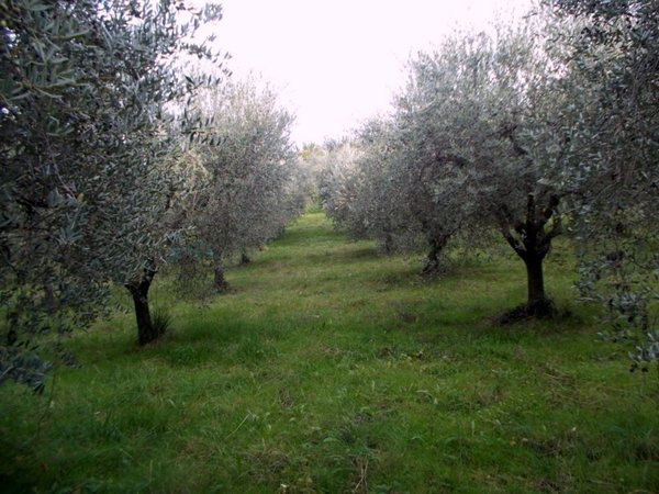 terreno agricolo in vendita ad Ascoli Piceno in zona Croce di Tolignano