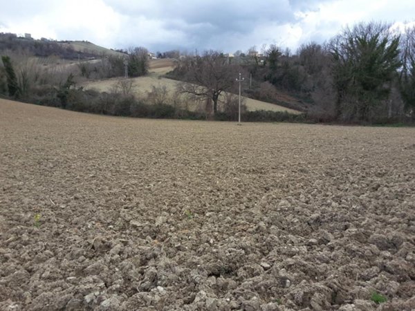 terreno agricolo in vendita a Carassai