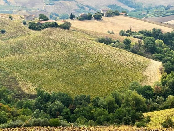 terreno agricolo in vendita a Carassai