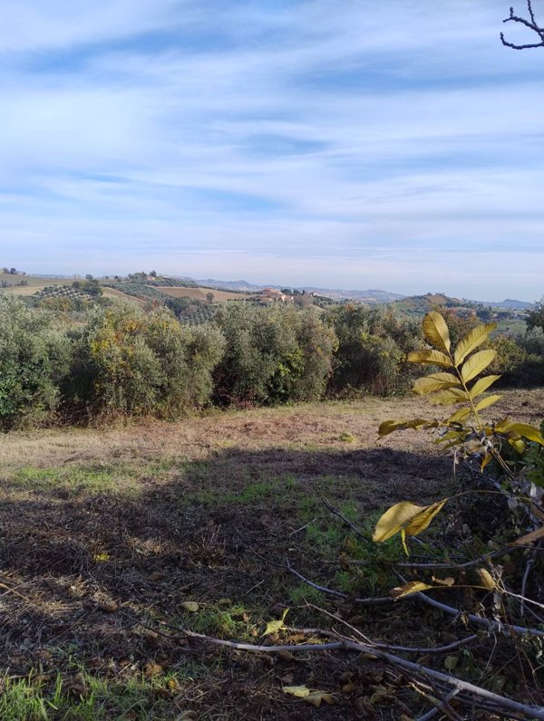 terreno agricolo in vendita a Castorano