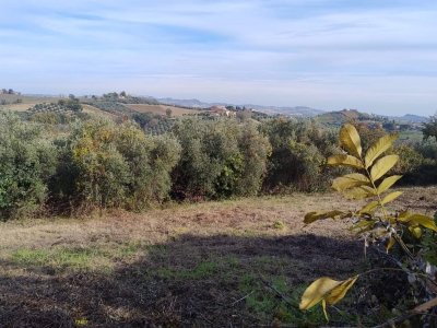 terreno agricolo in vendita a Castorano
