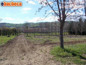 casa indipendente in vendita a Colli del Tronto
