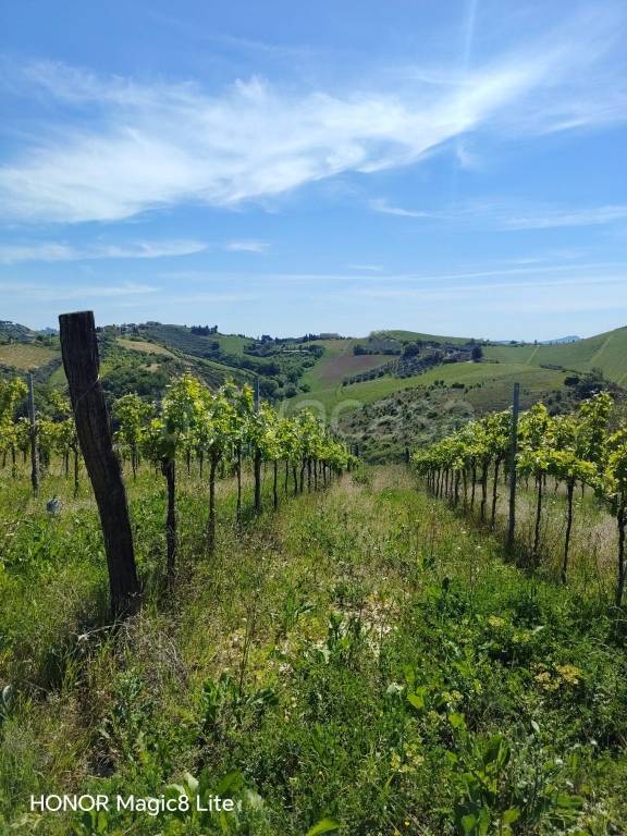 terreno in vendita a Cossignano