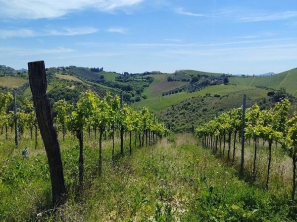 terreno in vendita a Cossignano