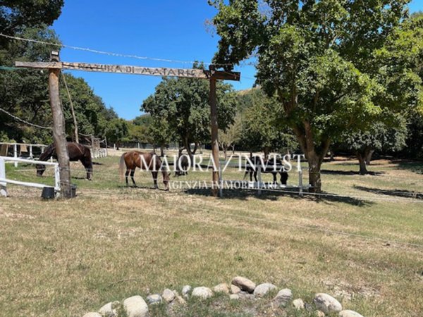 azienda agricola in vendita a Cupra Marittima