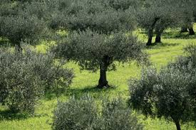 terreno agricolo in vendita a Massignano