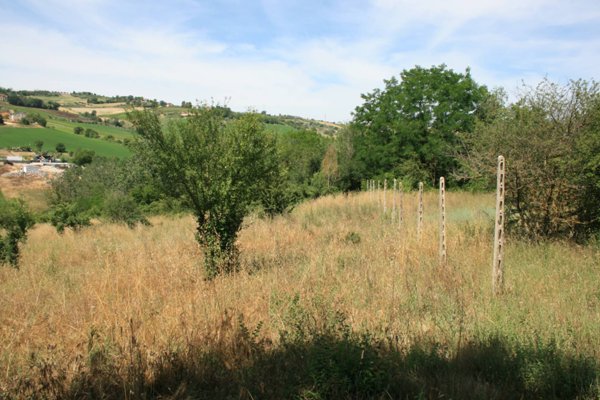 terreno agricolo in vendita a Monsampolo del Tronto