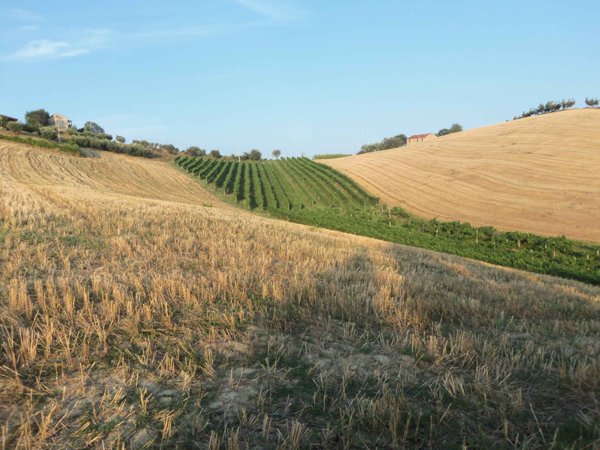 terreno agricolo in vendita a Monsampolo del Tronto