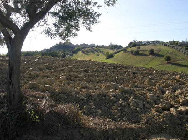 terreno agricolo in vendita a Monsampolo del Tronto
