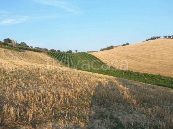 terreno agricolo in vendita a Monsampolo del Tronto