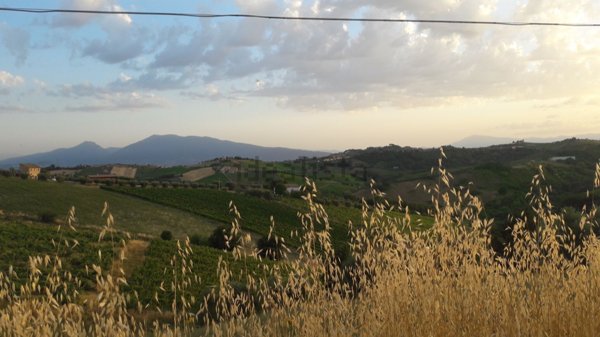 terreno agricolo in vendita a Monsampolo del Tronto