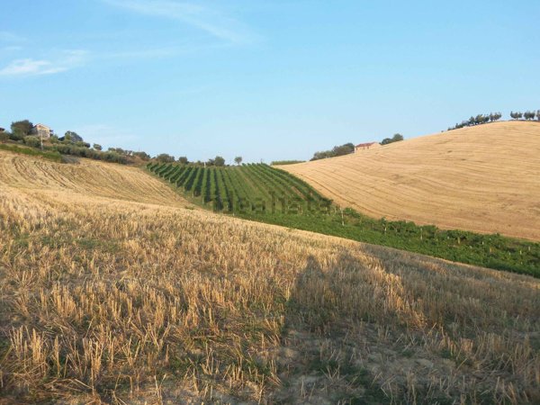 terreno agricolo in vendita a Monsampolo del Tronto
